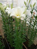 [4111 Global Harmony Mak No01.JPG]